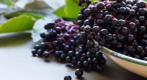 Каква е разликата между бъз и бъзак