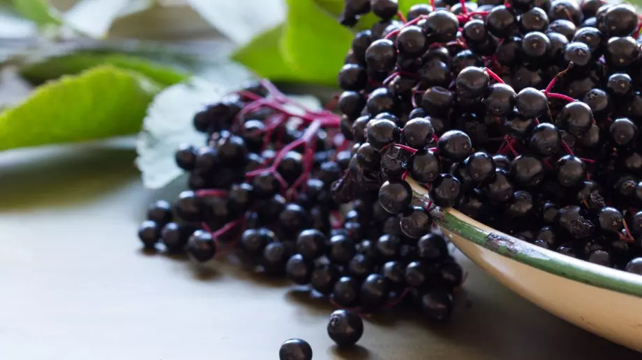 Каква е разликата между бъз и бъзак