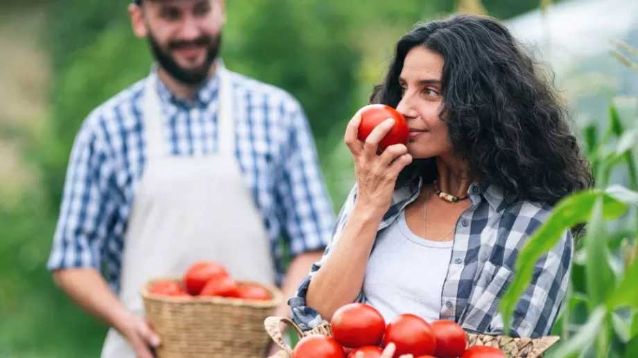 Доматите ще са месести и вкусни, ако през юли направите това