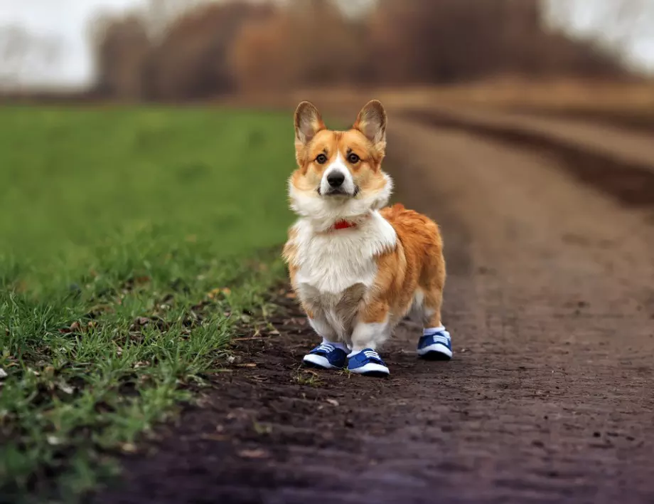 Пясък, сол и реагенти: Как да защитим кучешките лапи през зимата