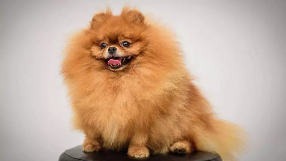 Знаете ли, че всъщност помераните в миналото съвсем не са