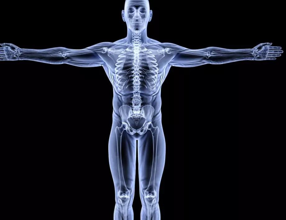 Интересни факти за човешкия скелет: Не всички хора имат 206 кости