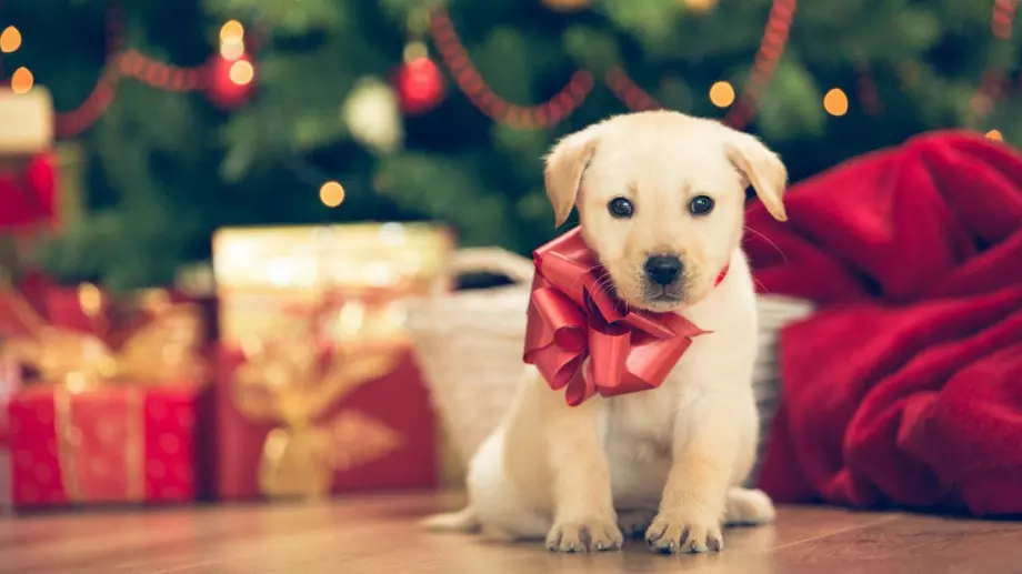 Искате да подарите домашен любимец? Първо прочетете това