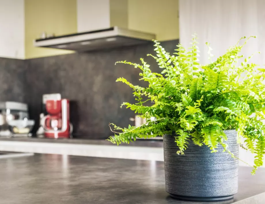 Тайните на стайните папрати