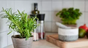 Индийски подправки за привличане на любов и защита от зли сили