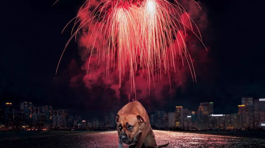 Как да намалим стреса на домашните любимци от фойерверките на Нова година