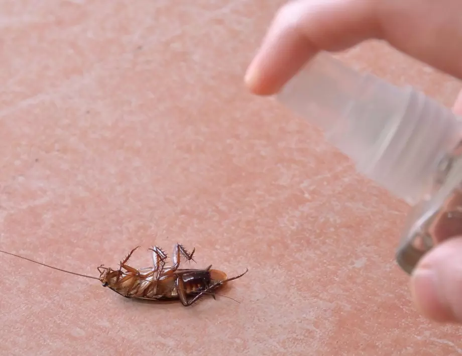 Дървеници, хлебарки, мравки и бълхи – как да ги премахнем от дома