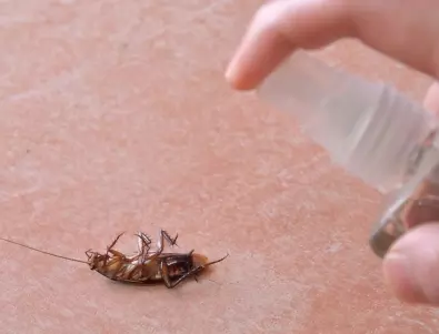 Как да се отървем от хлебарките с най-прости средства?