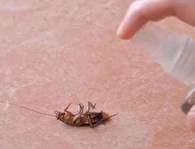 Ето как да кръстите хлебарка на бивше гадже
