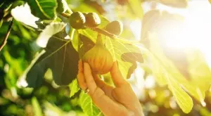 Чудо на природата: Няма да повярвате какви ползи крият листата от смокиня