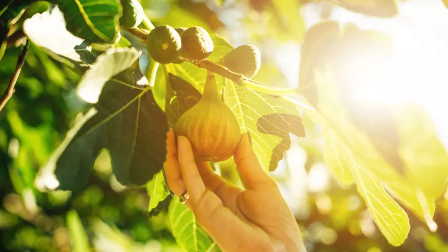 Чудо на природата: Няма да повярвате какви ползи крият листата от смокиня