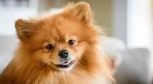 Любопитни факти за померана