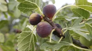 Тези листа са 100 пъти по-мощни от чесъна и джинджифила