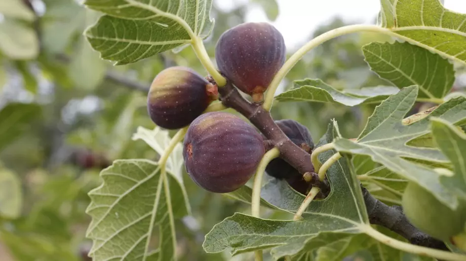 Тези листа са 100 пъти по-мощни от чесъна и джинджифила