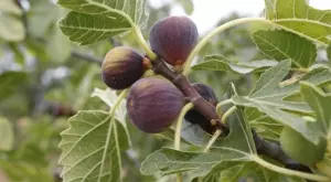 Смокиновите листа – ето за какво са полезни