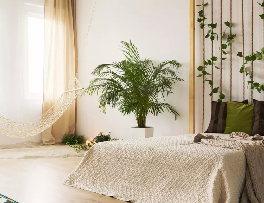 4 саксийни растения подходящи за спалнята