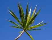 Как да предпазим палмите от измръзване