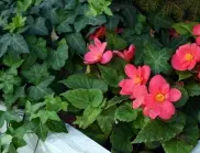 Растения, които са подходящи за вертикално градинарство: От бръшлян до лимонова трева