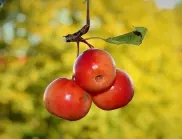 Защо ябълковите дървета може да не дават плодове?