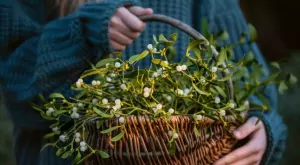 Полезните свойства на имела, за които трябва да знаете 