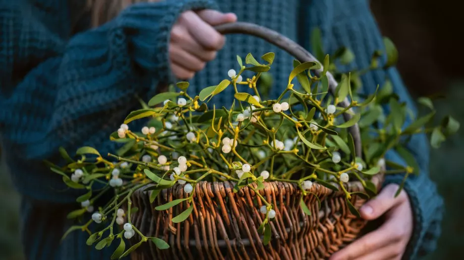 Полезните свойства на имела, за които трябва да знаете 