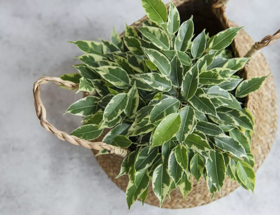 8 признака по листата на стайните растения, които ще ви подскажат, че нещо не е ок