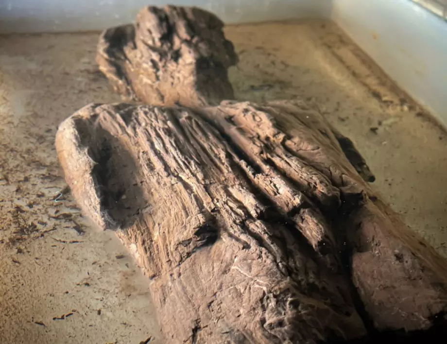 Рядка дървена статуя от римската епоха е открита във Великобритания (ВИДЕО)