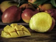 Наистина ли е възможно за засадим манго при домашни условия