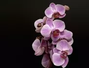 Как да накараме орхидеята да цъфти по-бързо с помощта на чесън?