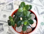 7 стайни растения, които допринасят за растежа на финансите