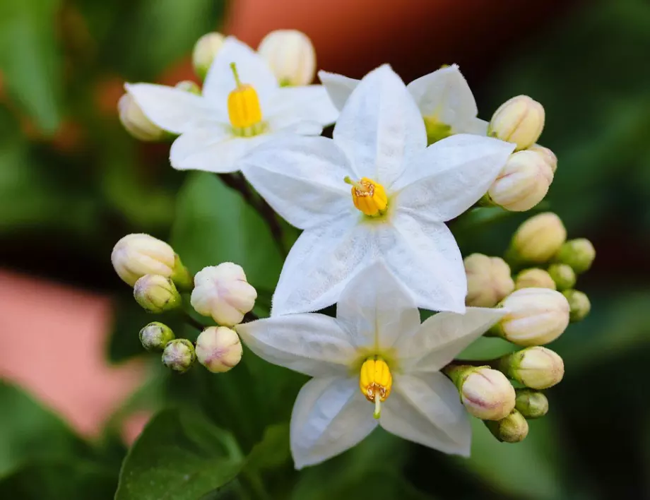Цветята, които трябва да имате в дома си, за да се избавите от тревожността и безсънието
