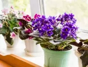 Растения, лесни за гледане, които пасват идеално за балкона ви