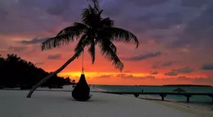 Феномен: Откриха вид палма, която цъфти под земята