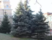 Коледното дръвче на община Плевен ще расте в центъра на града