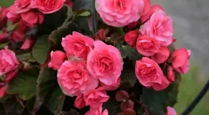 Как да се грижите правилно за бегония