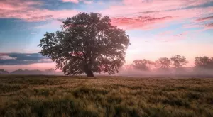 Най-красивата притча за нещастното дърво