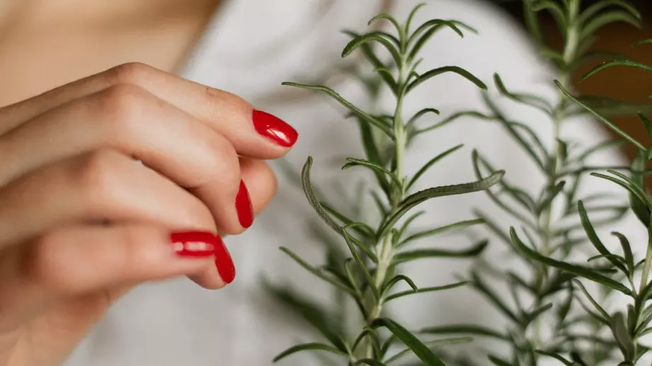 Розмаринът – съкровищница от антиоксиданти