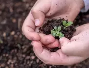 Преди да засадите разсада, сложете това в почвата, за да расте буен и здрав