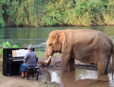 Трогателно: Мъж свири на пиано на стар и изстрадал слон, за да му донесе мир (ВИДЕО)
