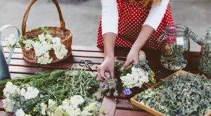 5 лечебни билки и техните ползи за здравето