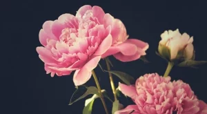 Направете това с божурите още сега, за да цъфтят пищно и през следващата година