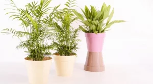 Цветята, които пазят дома от безпаричие и нещастие