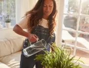 Поливане на цветята с лимонена вода - кога и как го правят опитните домакини