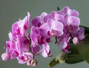 С тази паста орхидеите ви ще цъфтят на мига 