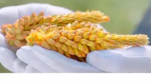 Ползи от боровия прашец