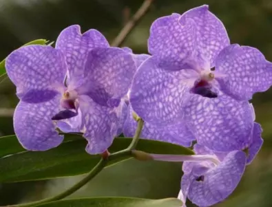 Как се отглежда орхидеята-кралица, наречена Ванда