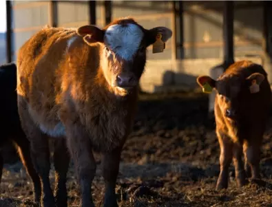 Животновъдство в колапс: Най-големият производител на говеждо у нас разпродава стадата си (ВИДЕО)