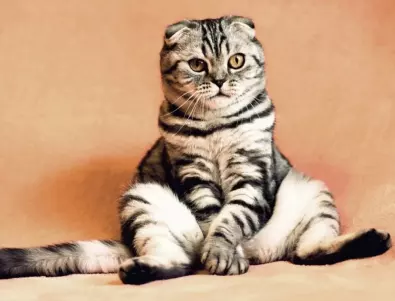 Котка шокира TikTok с поведението си, всички я споделят (ВИДЕО)