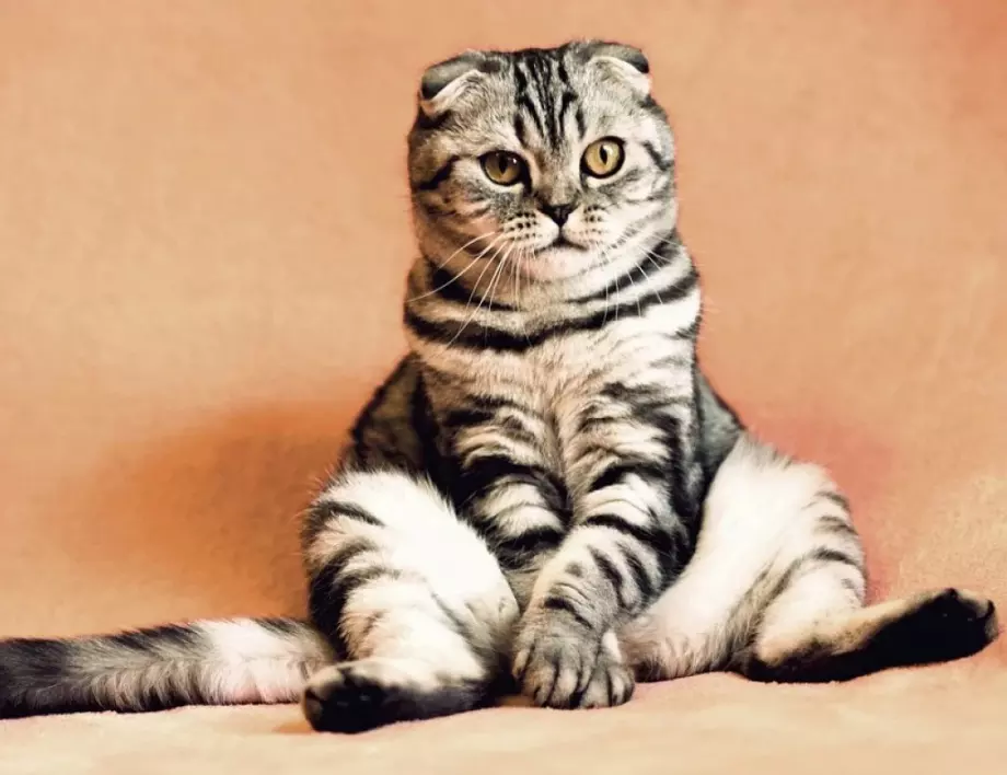Котка шокира TikTok с поведението си, всички я споделят (ВИДЕО)