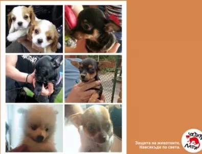 Проучване: В България процъфтява незаконната търговия с кучета